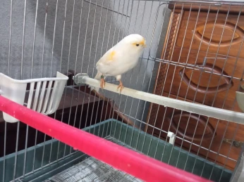 Canari mosaique rouge كناري أحمر