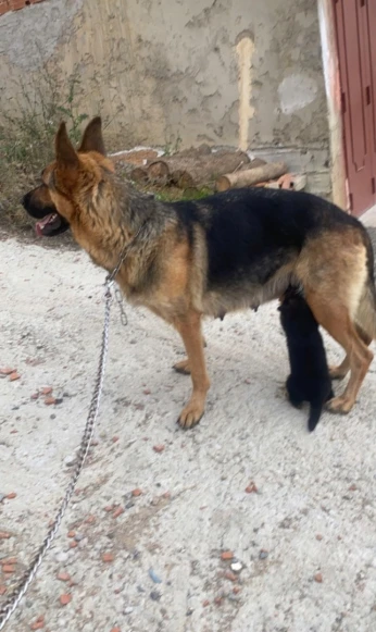 Chiot berger allemand