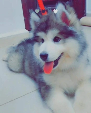 Husky Malamute