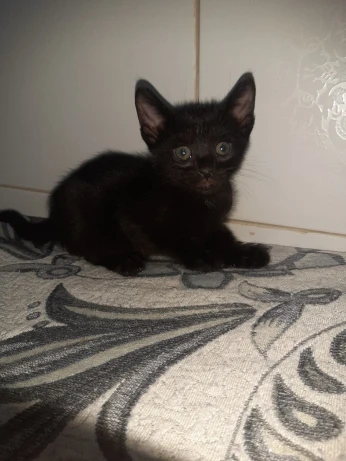 Donne chat angora noir mâle 2,5 mois à condition