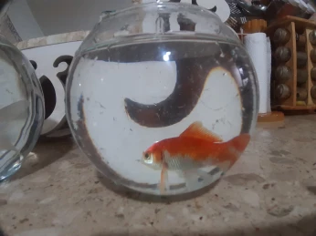 2 Poissons KOI avec Bocal avec accessoires
