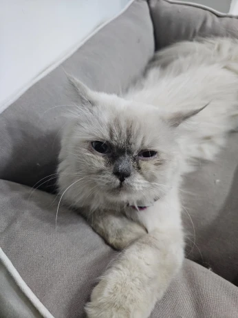 Chat persn 
