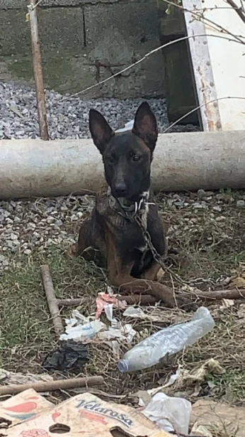 Femelle malinois