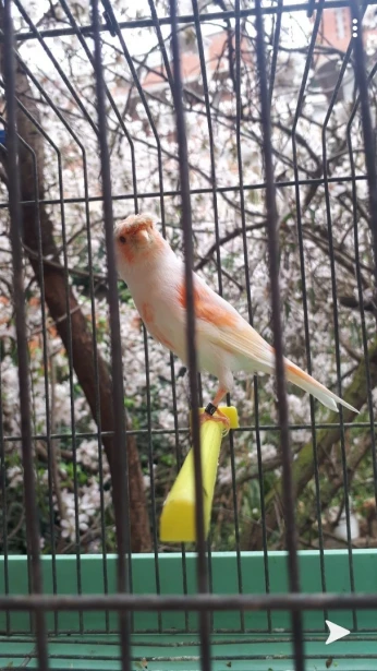 Femelle canaris mosaïque huppé pour chardonneret أنثى كناري