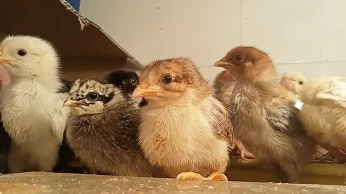 Poussins فلالس عرب Œuf fécondé