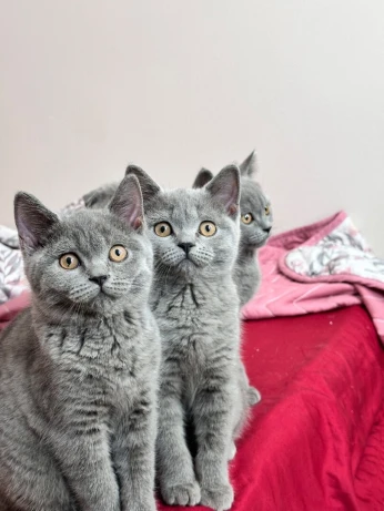 Scottish fold british short hair 