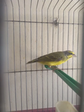 Serin Mozambique