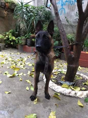 malinois