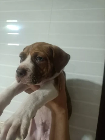 Pitbull red nos