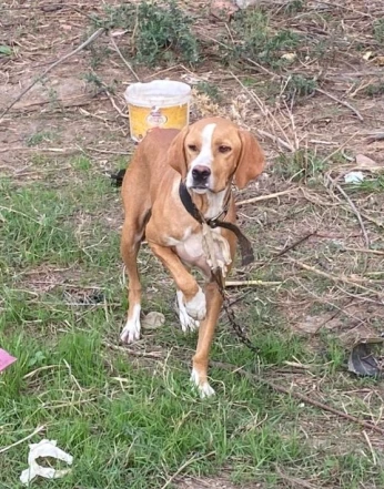 Femmel chien de chasse pointer