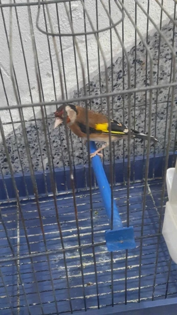 Femelle chardonneret plus cage