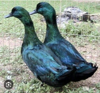 Canard chahramane et cayouga