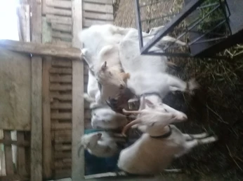 bouc ,chervres , mouton et brebies