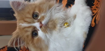 Chat persan mal