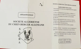 Chien berger allemand
