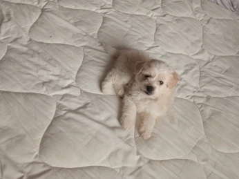 Bichon