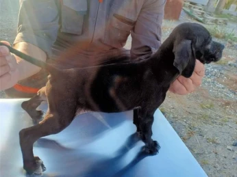 chien de chasse Pointer Anglais