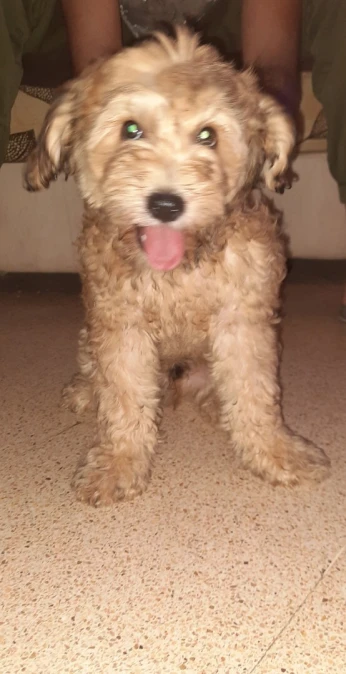 Chien caniche