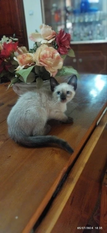 Femelle croisé Ragdoll