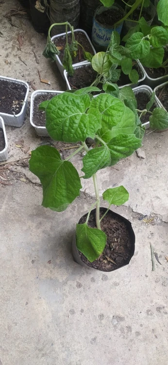 Fruit de physalis