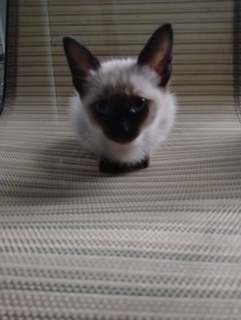 Petite chatte siamoise