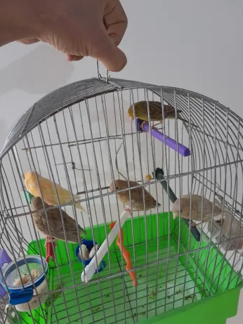 Coupla canari