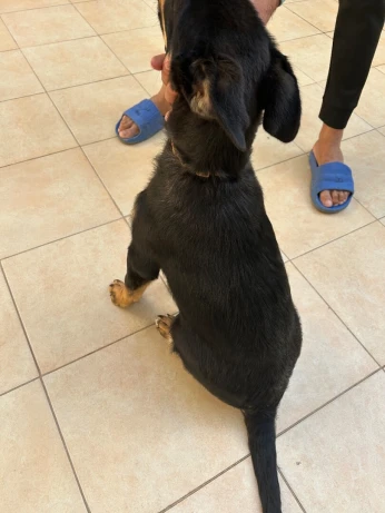 berger allemand croisé rottweiler à donner