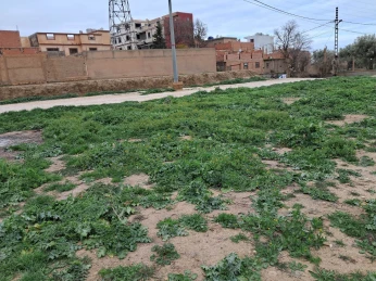 Vente Terrain Tlemcen Tlemcen