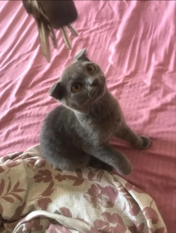 scottish fold 