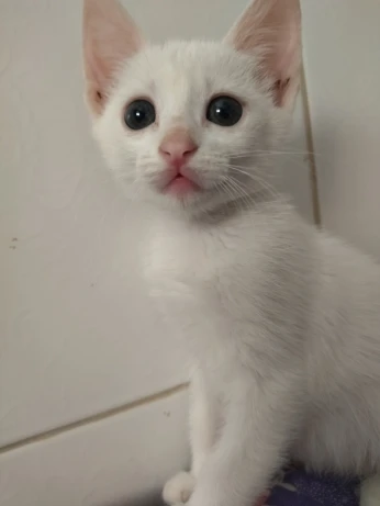 Chats angora Turk blanches Femelles
