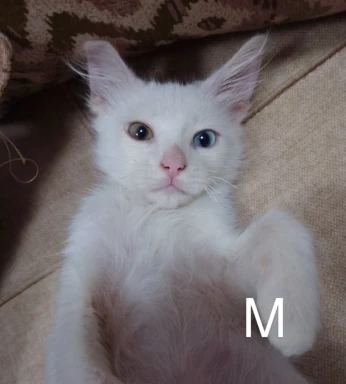 Couple chats Angora Turk blanc 2,5 mois yeux vairons