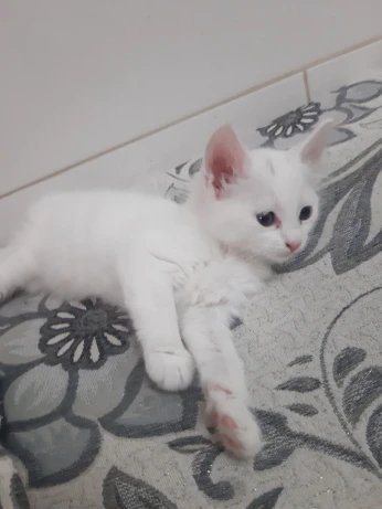 Chats angora Turk +2 mois mâles et femelles