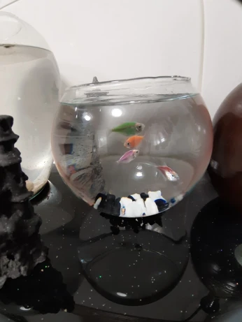 2 Poissons KOI avec Aquarium Bocal et Acc