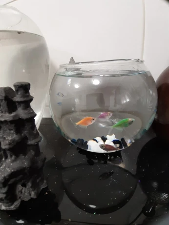 Aquarium Bocal avec 4 Poissons TÉTRA COLOR