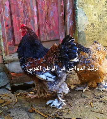 بيض و دجاج براهما ميلفور و براهما سبرايت