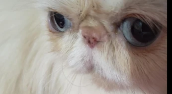 Chat persan femelle enchaleur