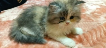 Chatton person chirazi