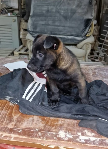 Femelle malinois 