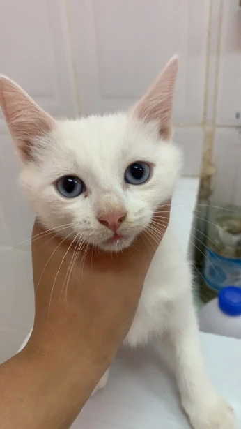 Chat angora pur race blanc les yeux bleus
