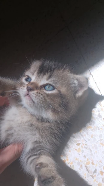Chatons scottish
