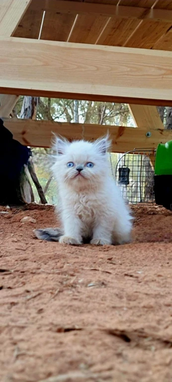 Chaton chinchila