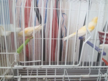 couple canari