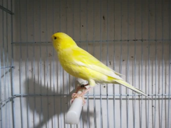 Jaune intenssif porteur blanc recessif