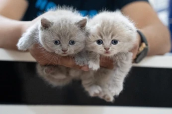 chatons british shorthair et scotish fold
