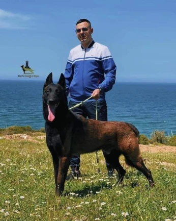 Chiot malinois