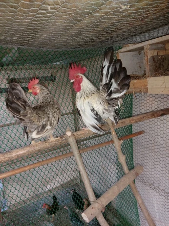 Coq chinoi