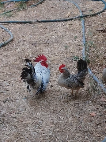 Coq chinoi