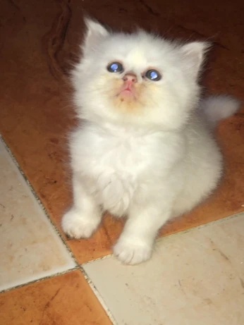 Chat persan