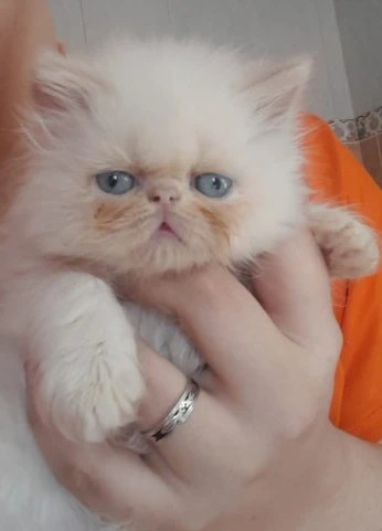 Chatons persans