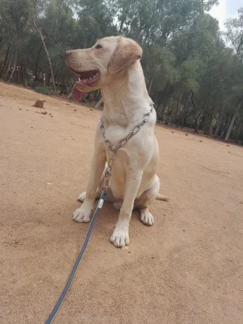 Labrador